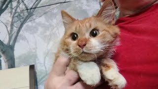 Онихэктомия - это живодёрство! A kitten without claws
