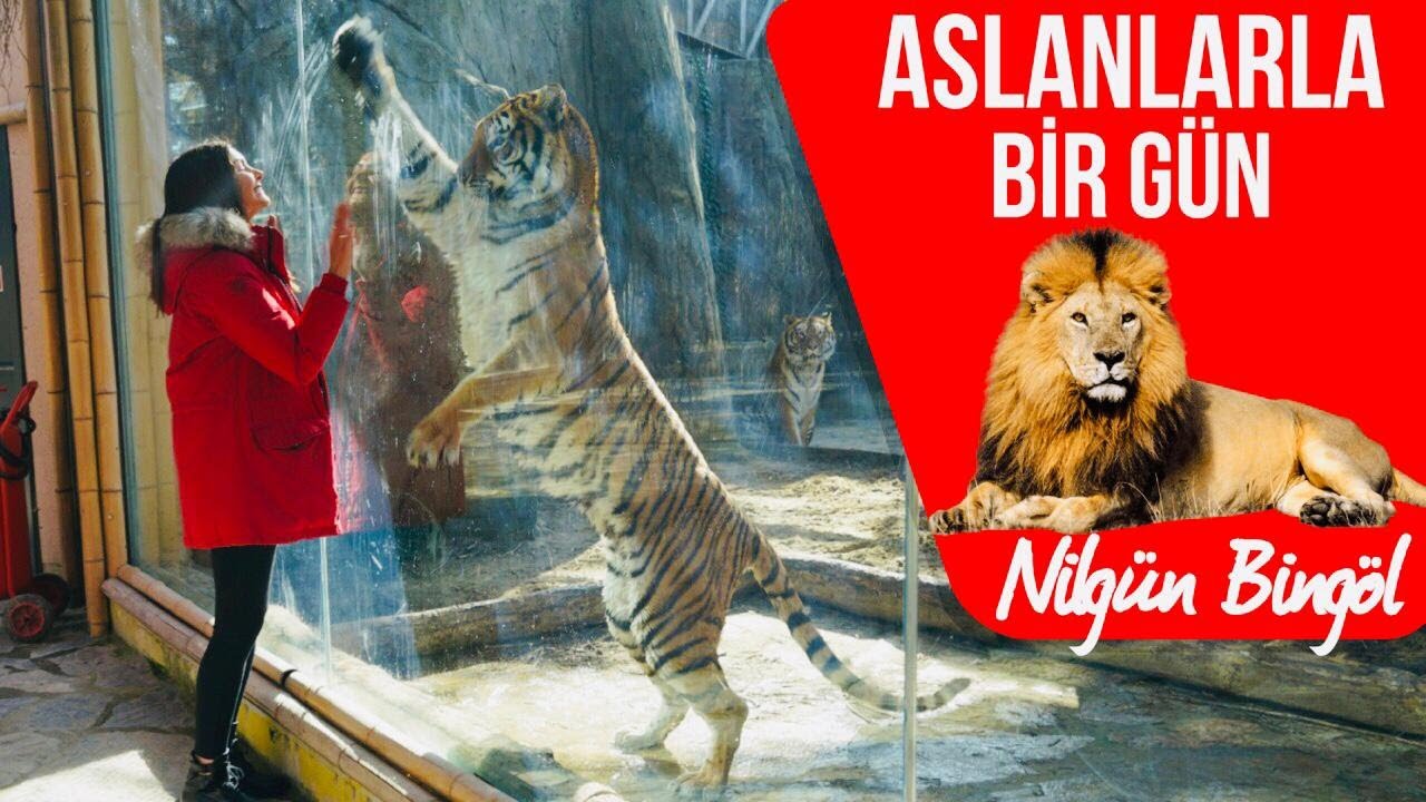 Türkiye'nin İlk Aslan Park'ında  Dünyada Sadece 30 Tane Kalan Beyaz Aslan İle Sohbetimiz | Vlog