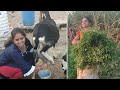 Funny goat milking   i enjoyed my day very much village life vlog