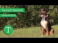 Tierisch tierisch aus dem Tierheim Pirna | Sendung vom 30.09.2020 | MDR