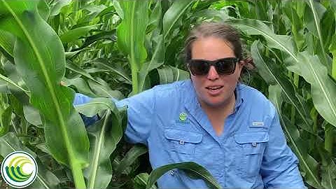 Scouting for Tar Spot