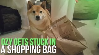 Ozy Gets Stuck In A Shopping Bag (Shiba Inu Dog)