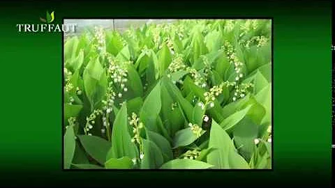 Comment replanter le muguet en pot ?