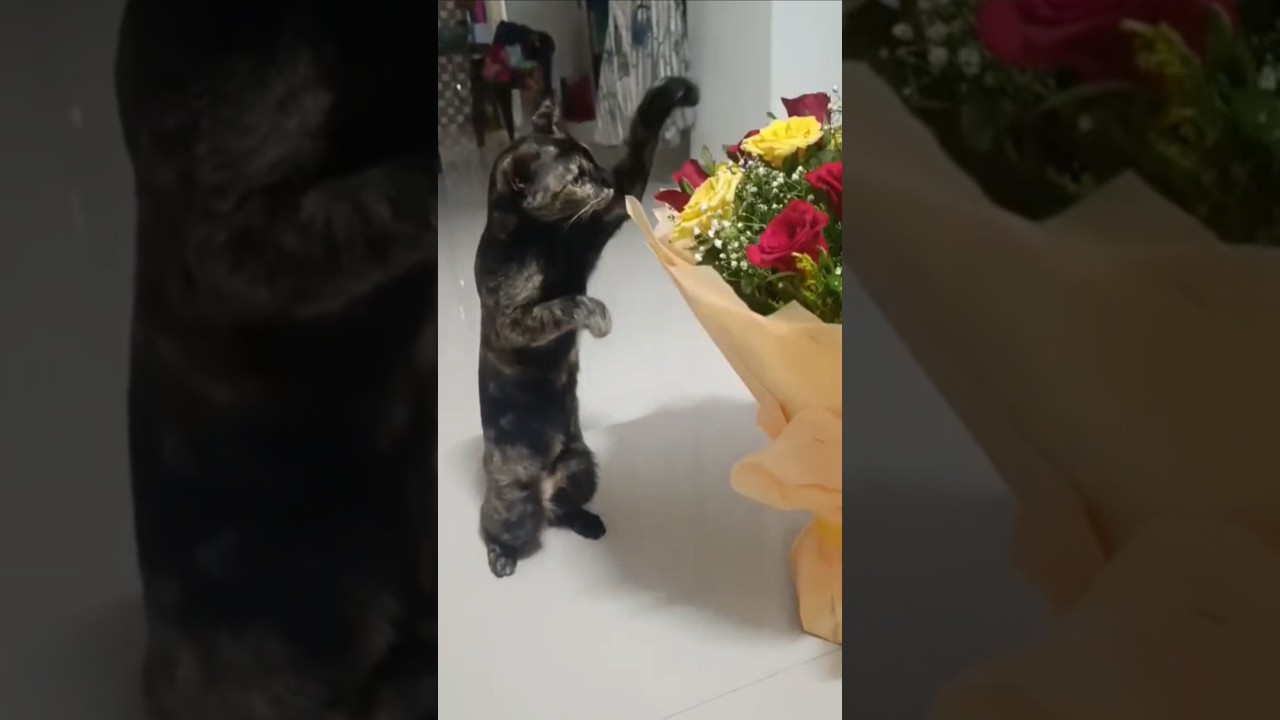 Cute Cat Moments Compilation! #dobbyandbillu #cats #cute #trending #viral #viralshorts #reels #funny