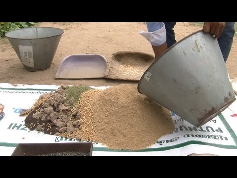 Video: Pienso de harina de semilla de algodón - Consejos para usar harina de semilla de algodón como fertilizante