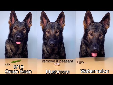 asmr-german-shepherd-rates-different-foods-(part-2)