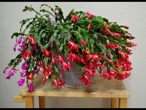 Video: Decembrist cactus: types, description, cultivation features