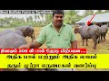 அதிக பால் மற்றும் அதிக லாபம் தரும் முர்ரா எருமைகள் | தினமும் 300 லி பால் நேரடி விற்பனை|Buffalo Farm