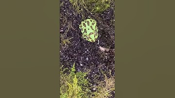 Baby Pac-Man frog jumps cricket LIVE FEEDING pt 12 🐸🐸🦗🦗