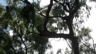Cockatoo attack.AVI