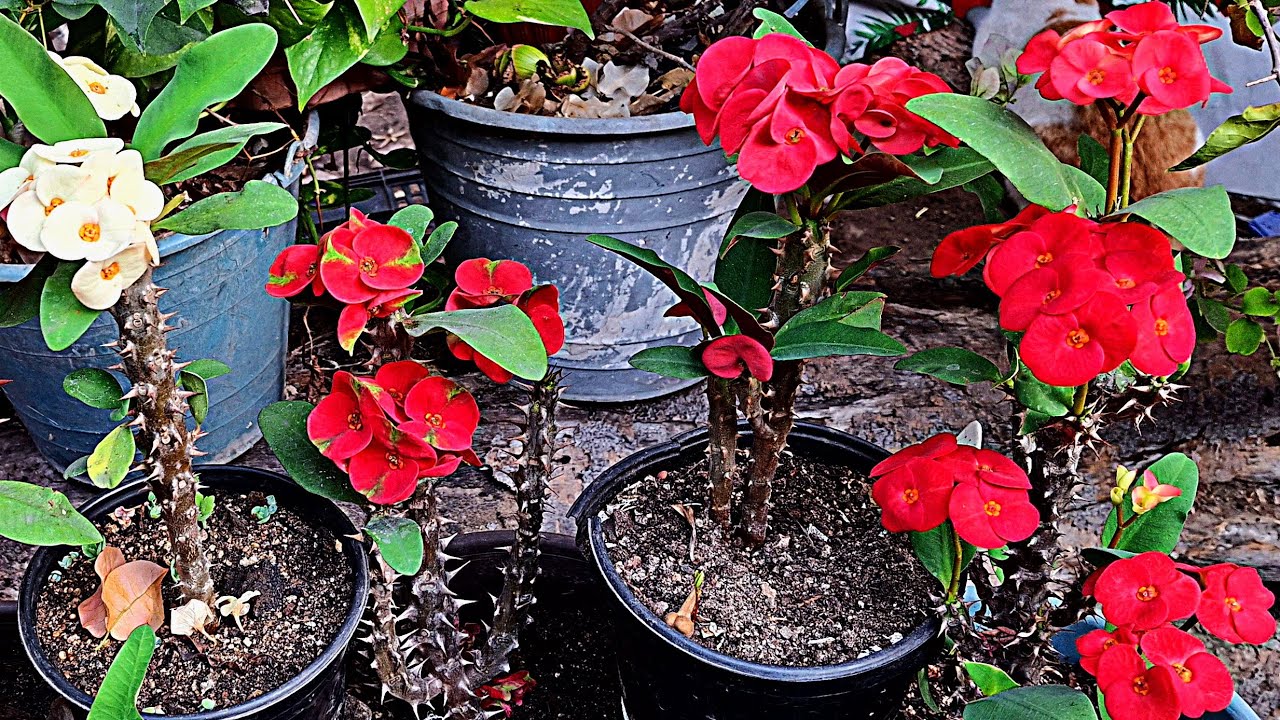 Como regar las plantas de coronas de cristo de semilla 