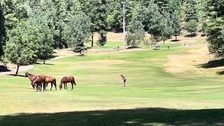 Cloudcroft NM golf with horses