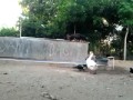 angsa vs bebek homo2