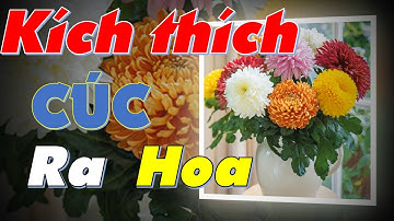 KÍCH THÍCH cây CÚC ĐẠI ĐÓA ra hoa đúng dịp tết, thời điểm trồng thích hợp cho cúc nhất để đón TẾT