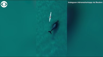Drone footage captures moments humpback whale follows kayaker in Australia