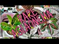 VLOG03: RARE AGLAONEMA / DAPAT MERUN KA NITO ./DZ OFFICIAL