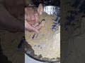 rava besan che ladoo | laddu receipe | Diwali faral