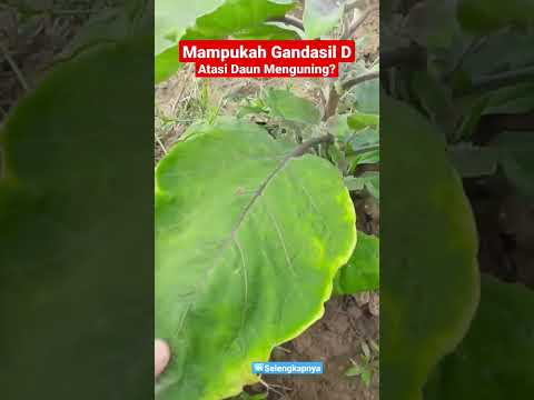 Daun Terong Menguning,