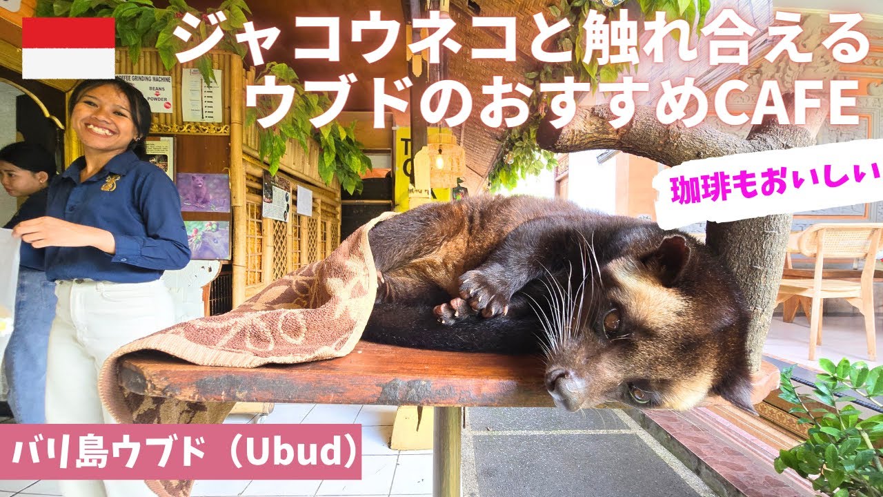 バリ島ウブド】女ひとり旅/ジャコウネコと触れ合えるカフェ/ウブドの