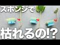 【水耕栽培】オクラが突然枯れた…原因はまさかのスポンジ