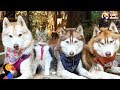 Cat Leads Her Pack Of Husky Dogs | The Dodo