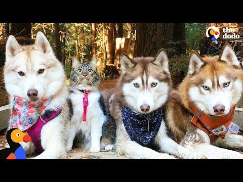 cat-leads-her-pack-of-husky-dogs-|-the-dodo