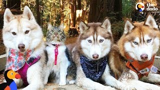 Cat Leads Her Pack Of Husky Dogs | The Dodo