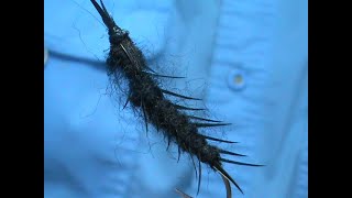 Beginner Fly Tying a Swimming Hellgrammite with Jim Misiura 