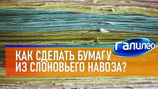 Галилео 🐘💩 Как Сделать Бумагу Из Слоновьего Навоза?