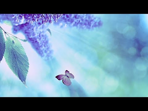 Uyutan Uyku Getiren Meditasyon Muzigi Rahatlatici Muzik Uyku Muzikleri Youtube