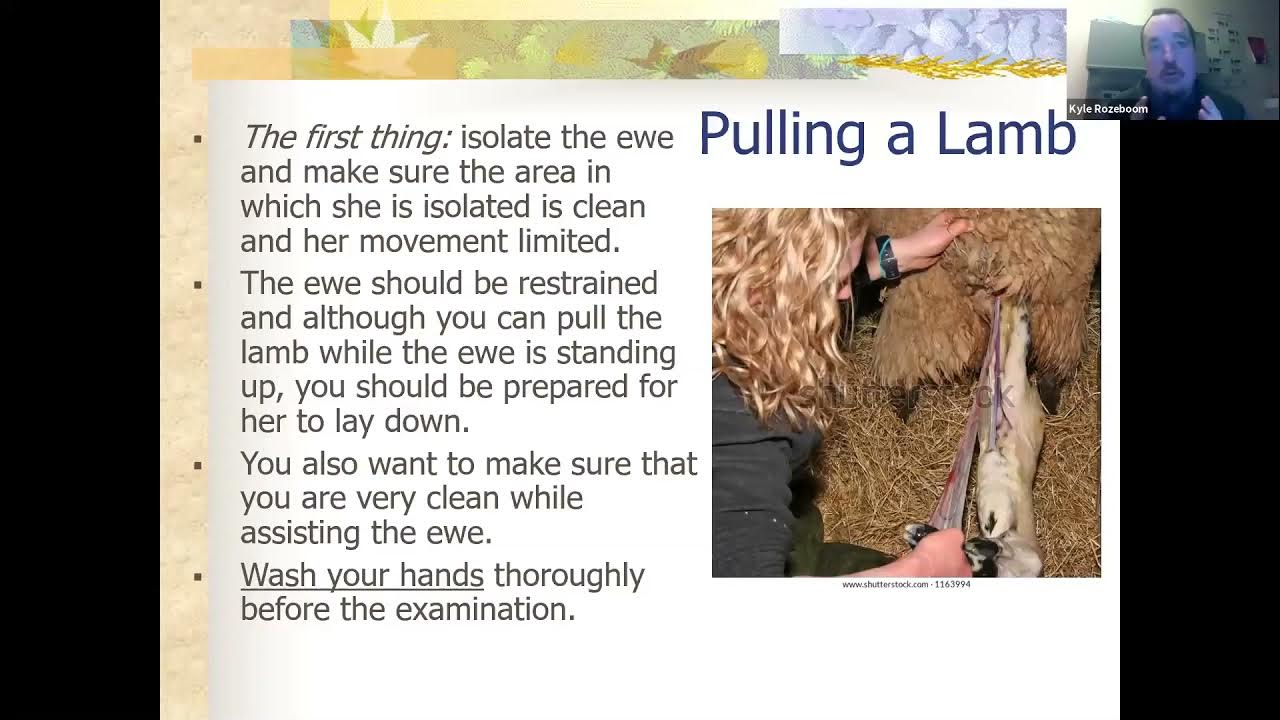 Goat & sheep birthing & animal healthDystocia (difficult birth) with