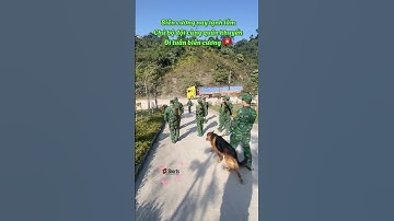 Biên giới bộ đội cùng quân khuyển đêm ngày tuần tra #respect #bodoivietnam #quandoivietnam #short