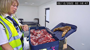 Disturbing Things Seized At Airport Customs