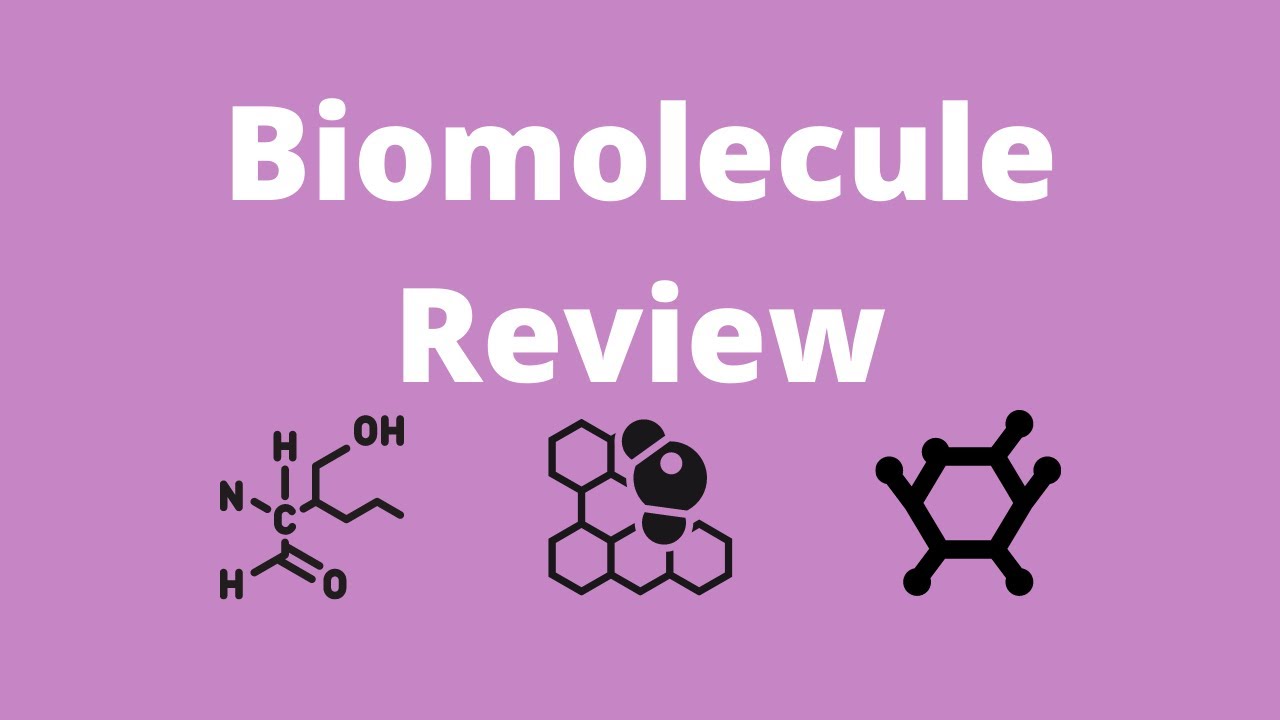 Quia Biomolecules Vocabulary Biomolecules | Editor's Choice Articles