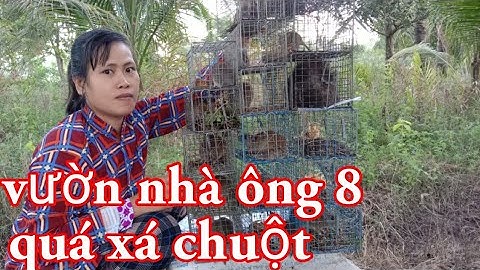 đặt bẫy ở vườn xoài, dừa chuột quá trời luôn.vô mánh vô mánh