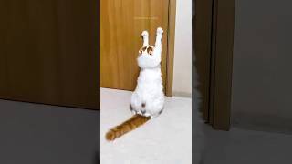 Funny Cats 😂 Episode 216 #Shorts