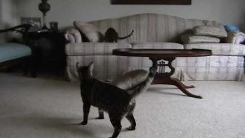 Our Silver Bengal Kitten / Cat Playing Fetch
