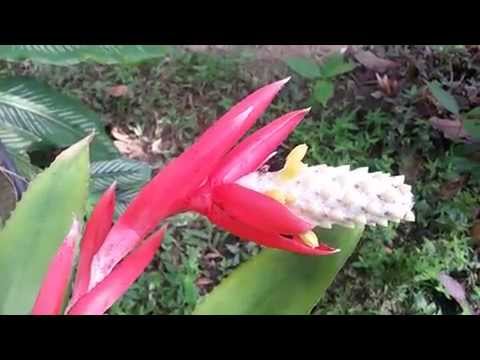 Flores Exoticas De La Sierra Nevada De Santa Marta Colombia Youtube