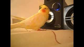 Musica de qualidade, faz bem à alma e ao coração screenshot 3