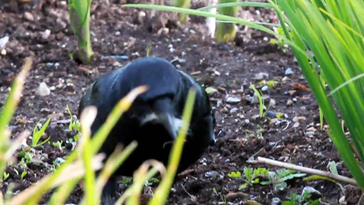 Crow (Corvus brachyrhynchos) Collecting Nest Material in Vancouver BC