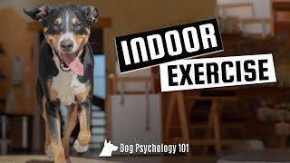 How to Exercise Your Dog Indoors  Mentally & Physically (Dog Exercising Tips & Tricks)