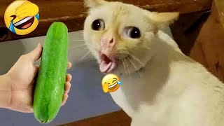 🐈🤣 New Funny Cats and Dogs Videos 😂😆 Funniest Animals 2024 #16