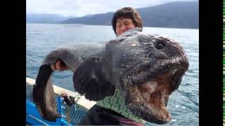Monster Fish Finds Japanese Fisherman