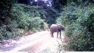 A Young Female Elephant On Iboga (Drug) In Gabon Near Nyonié. Jeune Éléphante Sous Hallucinogènes