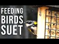 Feeding Birds Suet