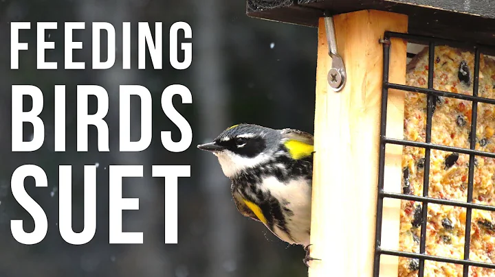 Feeding Birds Suet