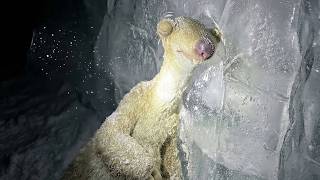 They Found The Ice Age Characters Frozen Thousands Years Later