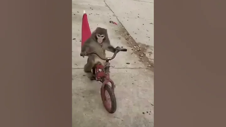 Monkey rides bike