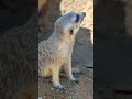 Meerkats Cool Off at L.A. Zoo!