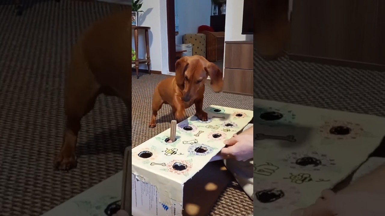 Luna the Dachshund's Hilarious Box Game Adventure! 